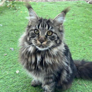 Ubaye - Chatte Maine Coon - Femelle reproductrice Mas des 4 Pattes