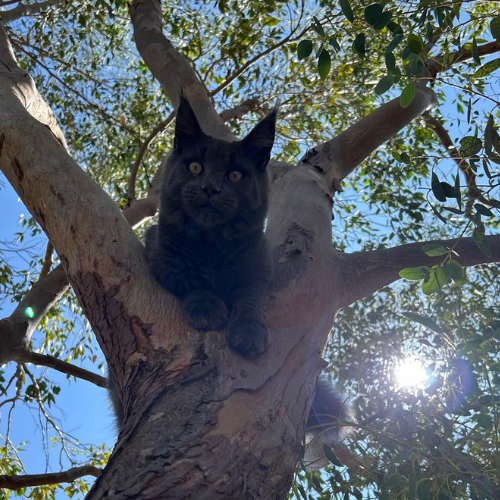 Vaïana – Femelle reproductrice main coon