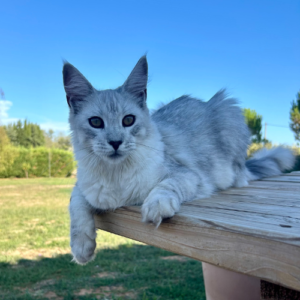 Victoria - Femelle Black Silver Mackerel Tabby